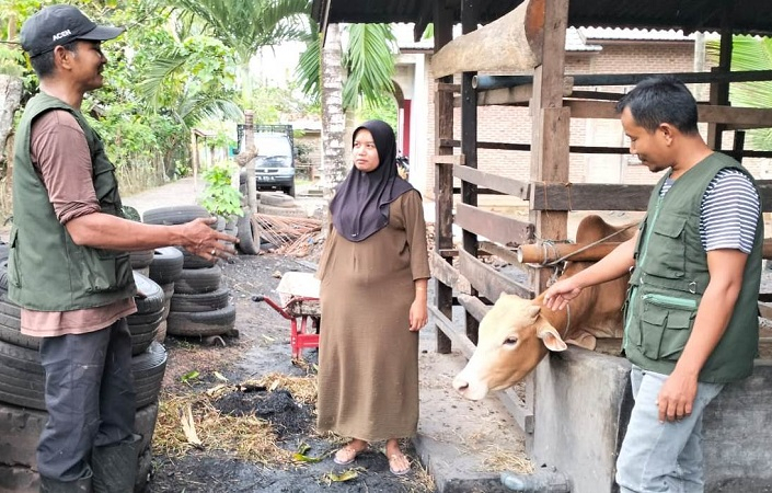 Vaksin PMK Kosong, Peternak di Aceh Utara Bikin Ramuan Herbal dari Sagu dan Daun Kapas