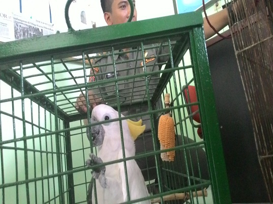 BKSDA Bogor Evakuasi Si Jambul Kuning
