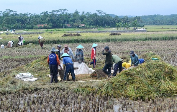 Bulog Jateng Bantah Berhenti Serap Beras Petani