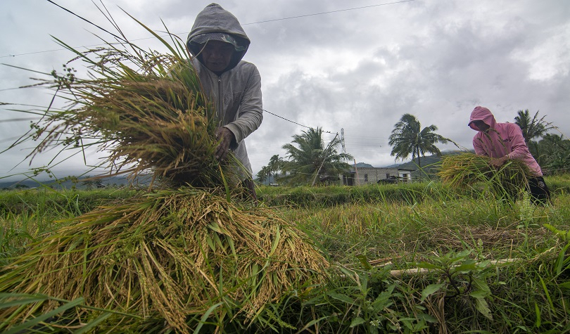 Harga Beras Tinggi, Koperasi Pedagang: Panen Masih Lama