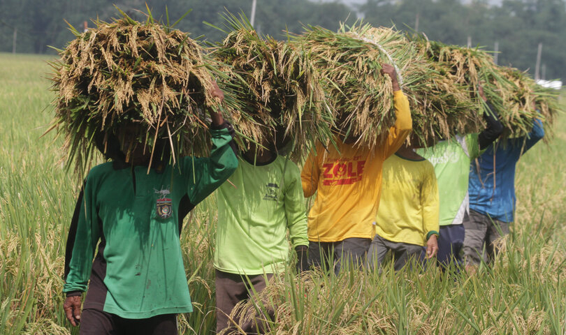 BPS: 75 Wilayah  Masih Mengalami Kenaikan Harga Beras