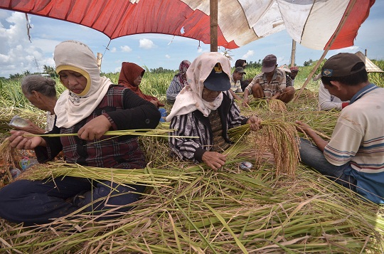 Panen Raya, Bulog Siapkan Strategi Khusus Atasi Tengkulak