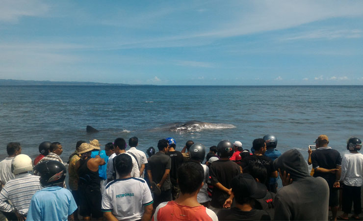 Paus Sperma Terdampar di Pantai Kelotok Bali