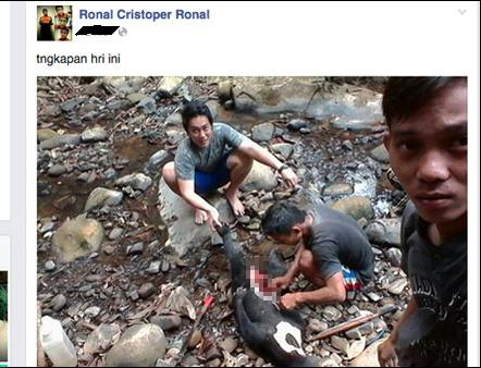 Ditangkap, Tiga Tersangka Pembunuh Beruang Madu Terancam Lima Tahun Penjara