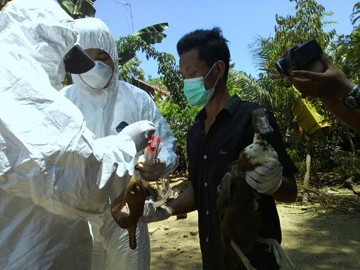 Cegah Flu Burung, Dinas Peternakan Terjunkan Tim Pemantau Khusus