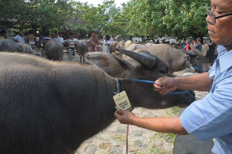 Mendag Ajak Masyarakat Konsumsi Daging Kerbau