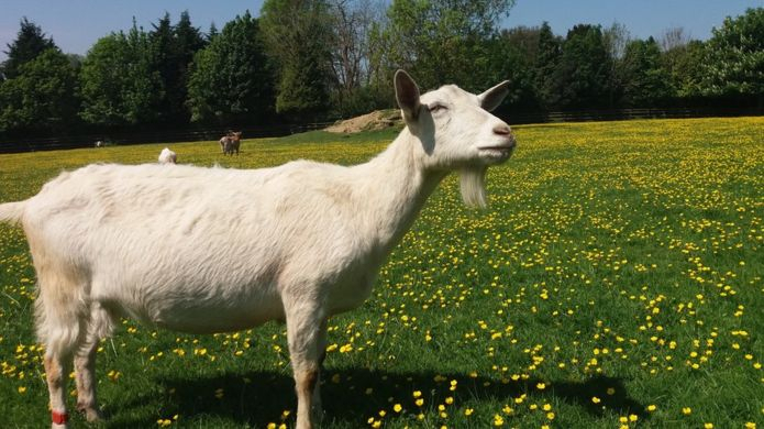 Kambing Ternyata Lebih Menyukai Manusia Peramah