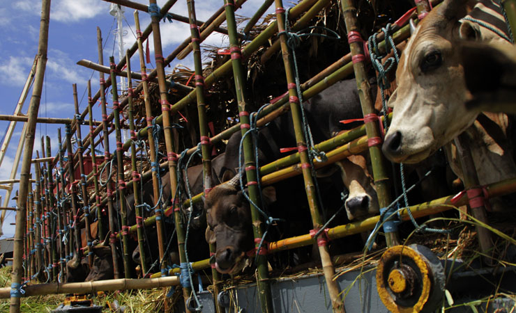 Meski PMK, Pemerintah Buka Impor Sapi Meksiko