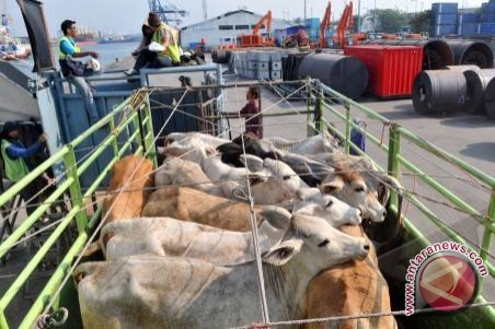 Bulog Siap Gelontorkan Daging Sapi