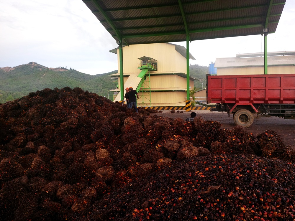 Harga CPO Masih Tinggi, GIMNI Usulkan Pemerintah Berlakukan Dana Tunjangan Kemahalan