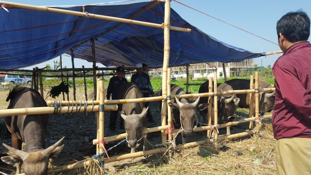 Pedagang Diminta Tak Jual Hewan Kurban Sakit