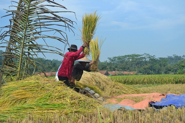 Bulog NTB Baru Serap 54 Ribu Ton Beras Petani