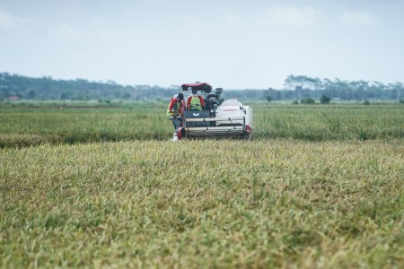 Kunjungi Kalteng, Jokowi Ingin Pastikan Food Estate Dimulai Tahun Ini