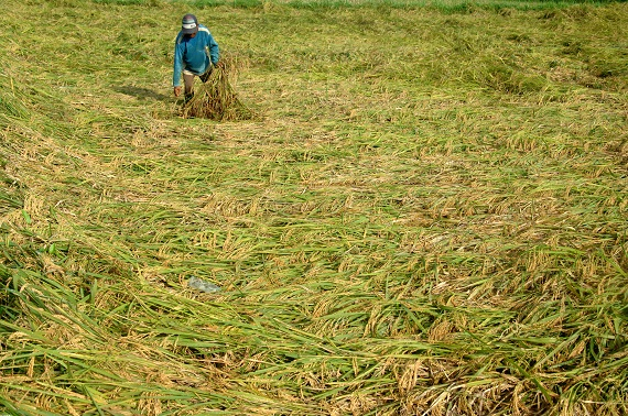 Jelang Tenggat, Pendataan Kartu Tani Baru 30 Persen 