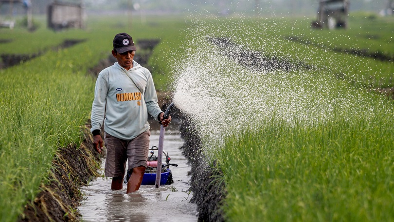 BPS:  Bawang Merah Naik Hingga 18 Persen di Mayoritas Wilayah Indonesia