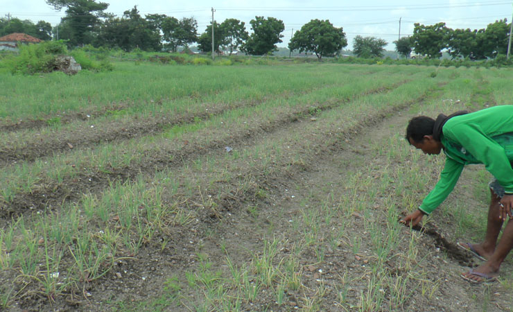 Lahan Bawang Merah Rembang Diserang Hama Engkuk