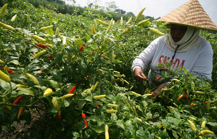 Bantu Kendalikan Harga, Petani di Malang Rela Jual Cabai Setengah Harga
