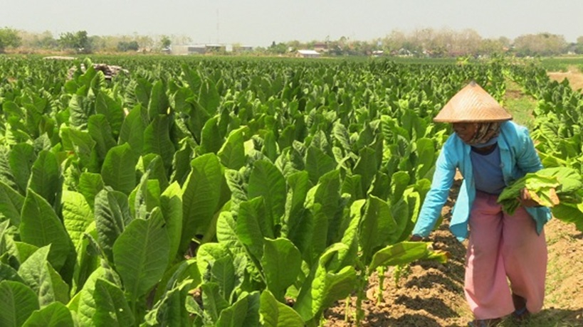 Petani Tembakau Rembang  Tagih Manfaat Dana Bagi Hasil Cukai