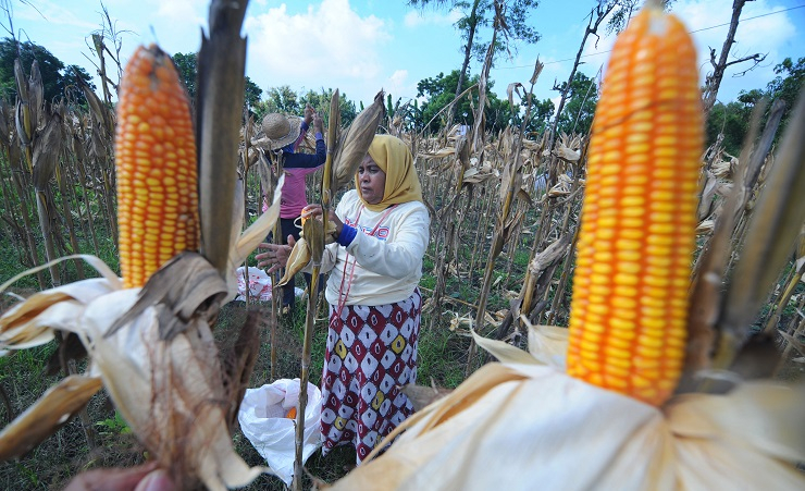 Harga Jagung Tinggi, Pemerintah Genjot Produksi
