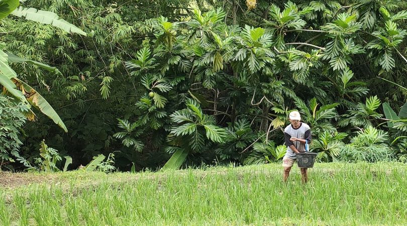 Petani Rembang Keluhkan Sulitnya Beli Pupuk Bersubsidi