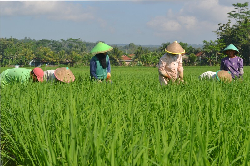 Sudah Dua Bulan Hama Wereng Serang Tanaman Padi di Trenggalek
