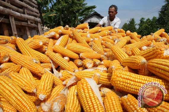 Harga Anjlok, Mahasiswa Dompu Tuntut Program Jagung Dihapus