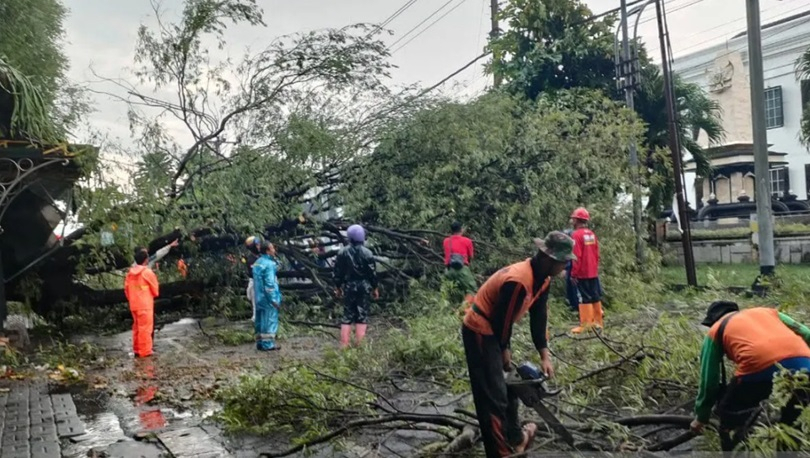  Cuaca Ekstrem  Puluhan Pohon Tumbang di Solo