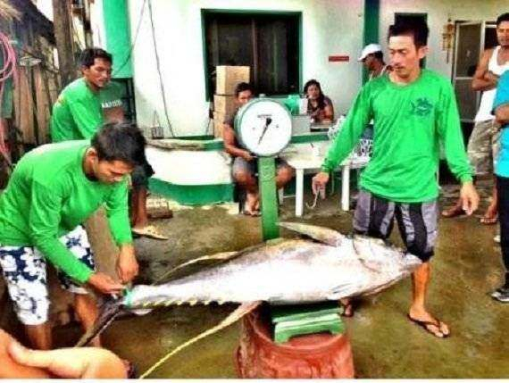 Mamburao - Penghasil Tuna Berkelanjutan