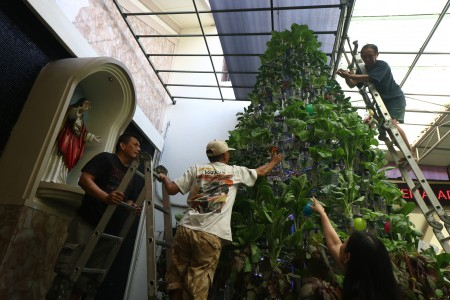 Pesan di Balik Pohon Natal Hidroponik 
