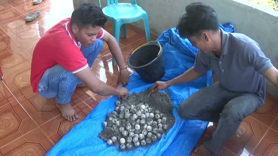95 Butir Telur Penyu Berhasil Diselamatkan di Mukomuko