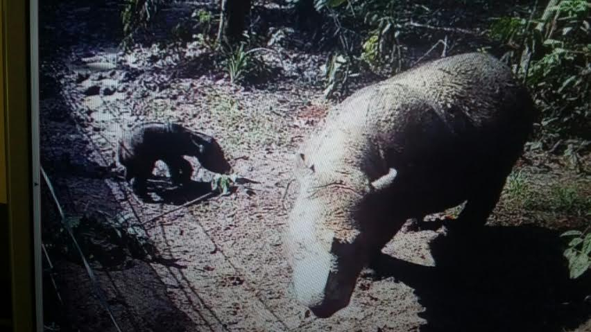 Badak Ratu Lahirkan Anak Kedua