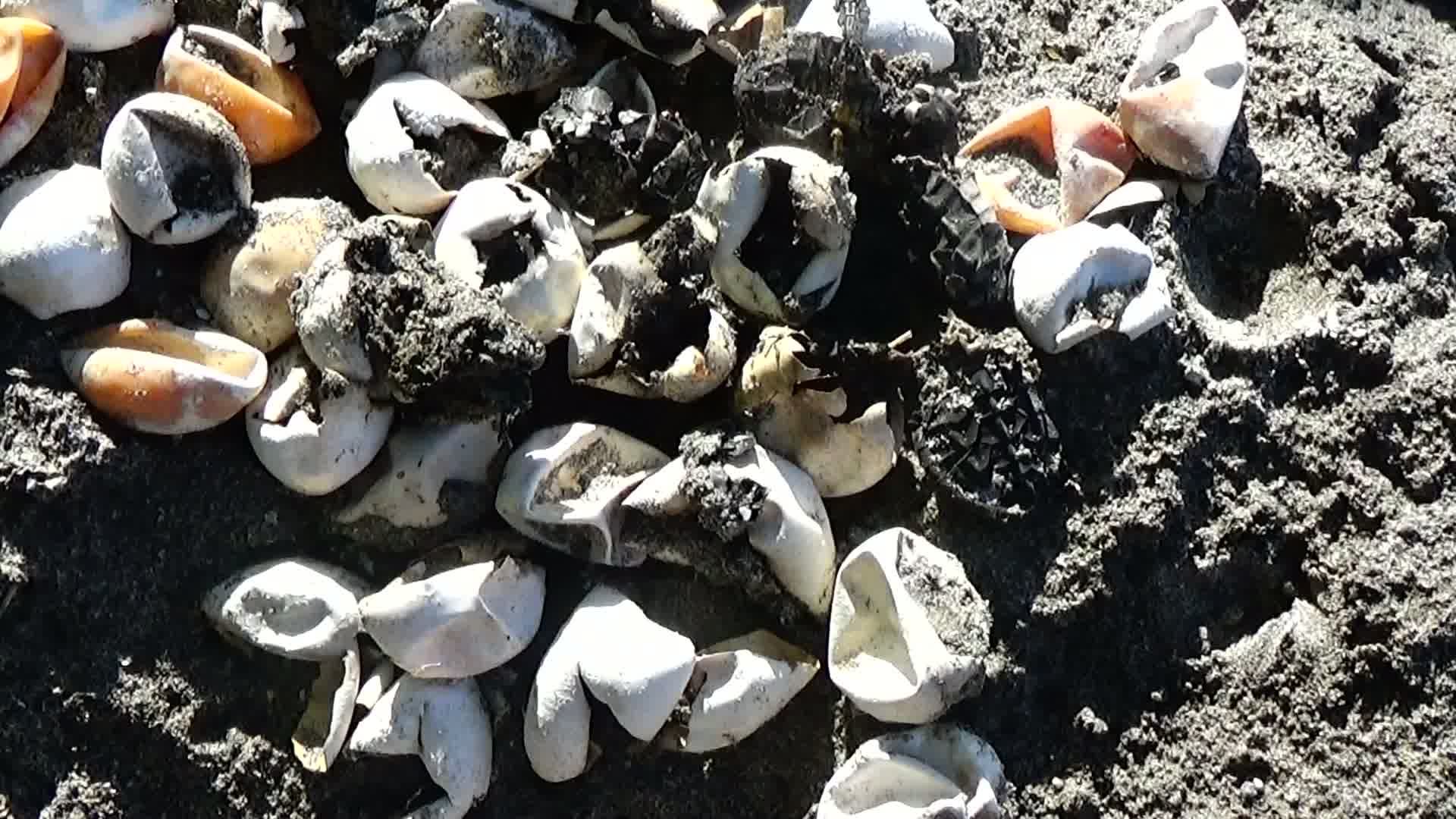 500 Telur Penyu Sisik dan Lekang di Kawasan Konservasi Batu Kumbang Gagal Menetas