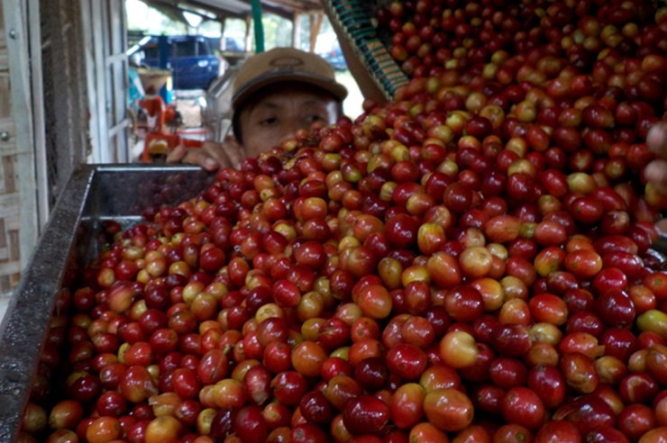Mengukur Ikhtiar Bondowoso Menjadi Republik Kopi
