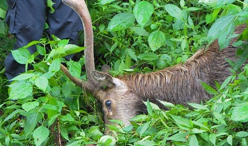 Perburuan Rusa di Tahura Raden Soerjo Marak