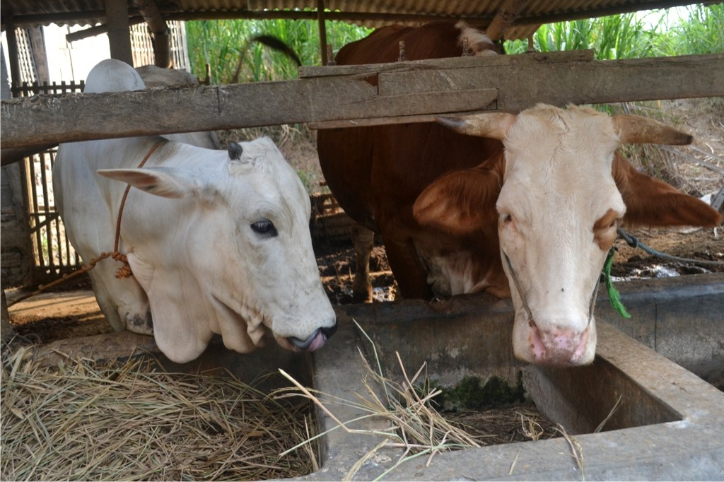Impor Daging Sapi Ancam Peternak Lokal