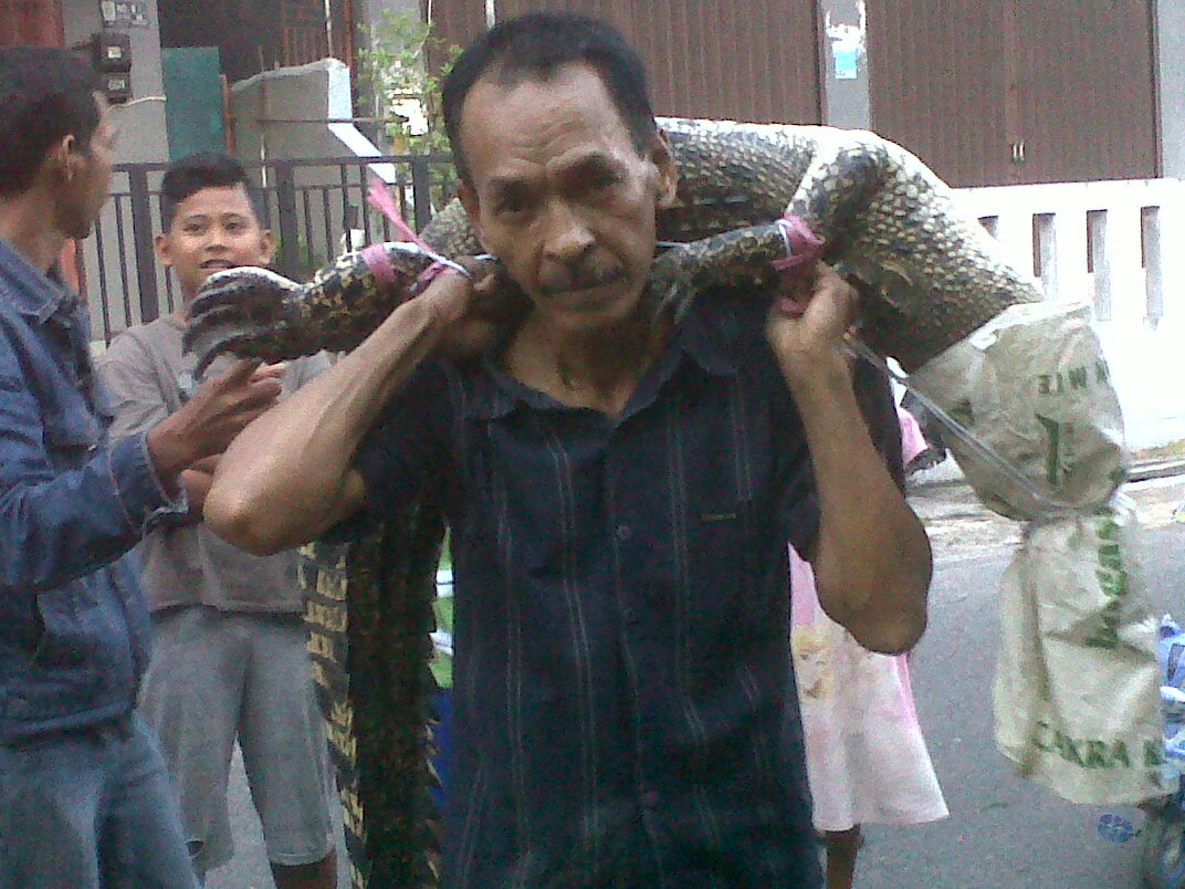 Sungai Arut Meluap, Buaya Masuk Pemukiman Warga