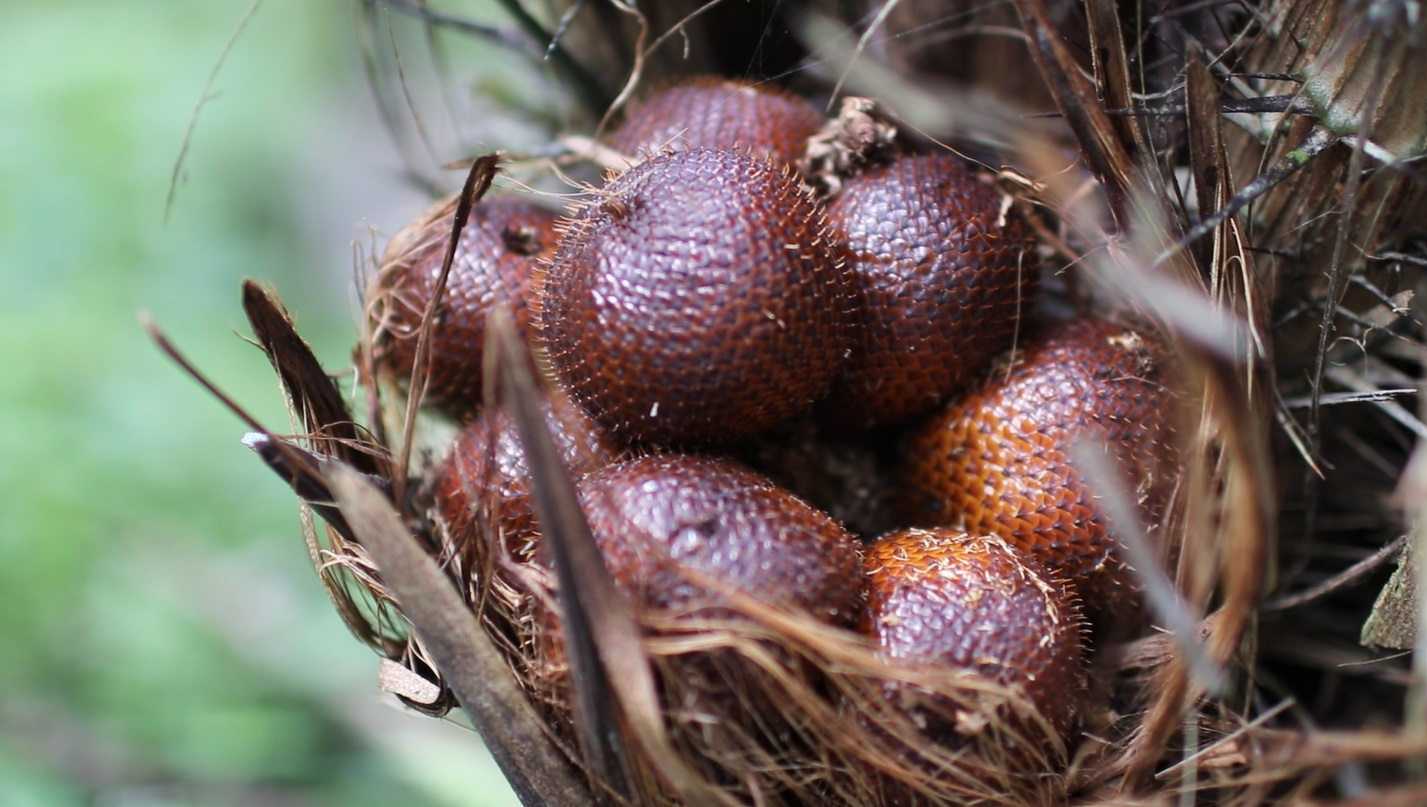 Zero Waste, Ubah Salak Jadi Aneka Rupa