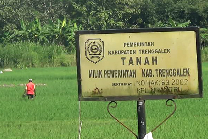 Sawah Tengah Kota di Trenggalek Terancam Hilang
