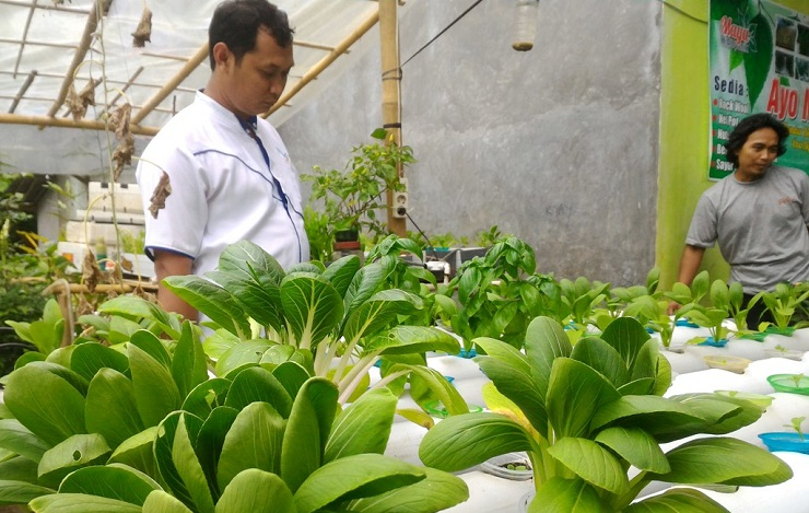 Cilacap Gagas Kampung Cabai Inovatif, Apa Kelebihannya?