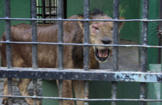 Terima Seekor Singa Afrika, Taman Satwa Taru Jurug  Solo Tukar Koleksi