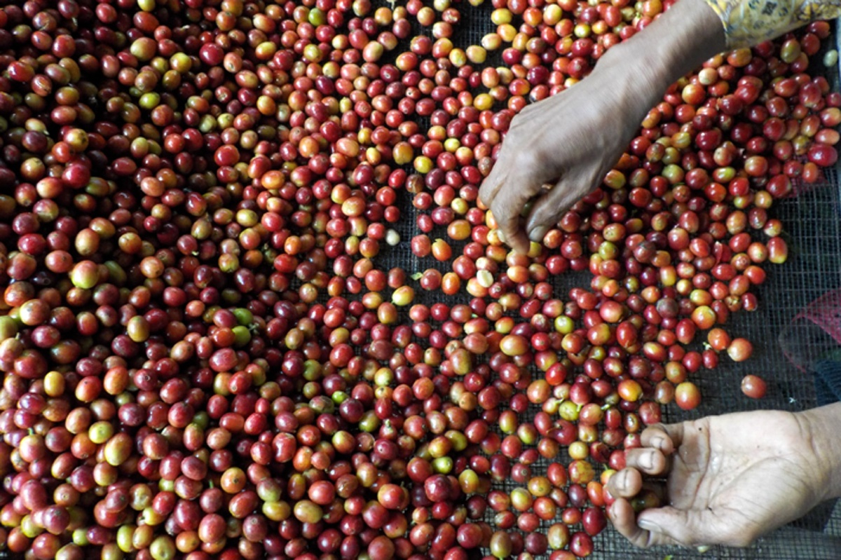 Petani Tak Patuhi Standar Baku, Kualitas Kopi Bondowoso Terancam Turun