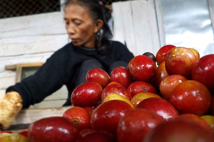 Bondowoso Terima Bantuan Bibit Kopi Rp 1,2 Milyar