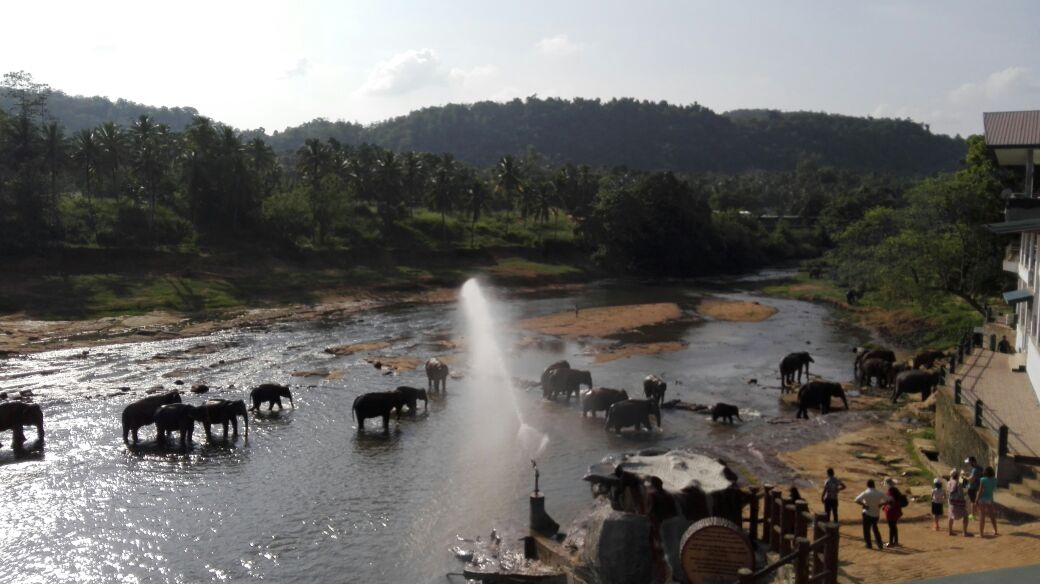Saving Sri Lanka’s critically endangered elephants 