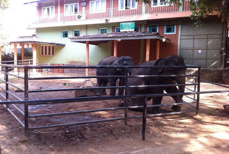 Panti Asuhan Gajah di Sri Lanka 