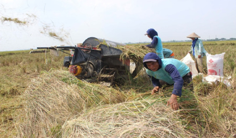Swasembada Beras, Pakar: Produksi Justru Turun