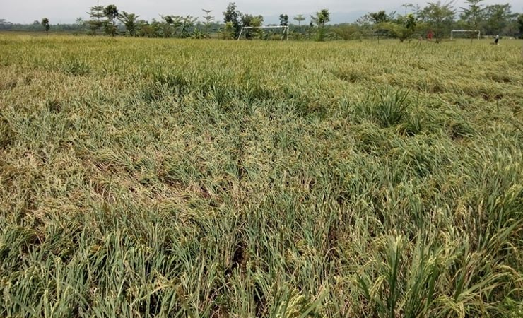 Belasan Hektar Padi di Purbalingga Rusak