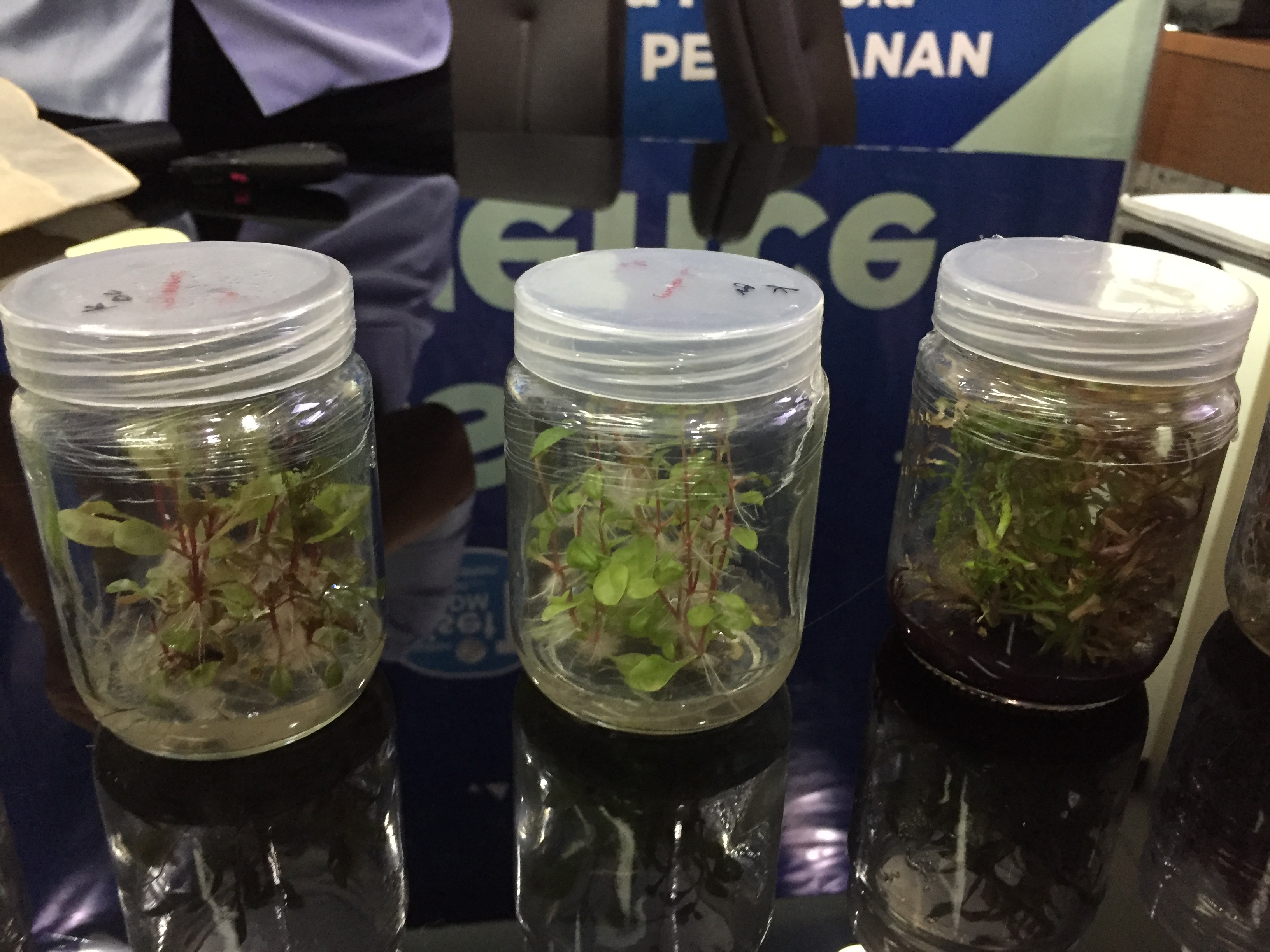 KKP Ulik Potensi Nilai Ekonomi pada Tanaman Hias Air, Apa Hasilnya?