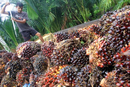 Kebut Peremajaan, Jokowi Ingin Gandakan Produksi Minyak Kelapa Sawit