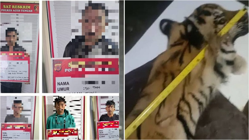 Lima Tersangka Perdagangan Organ Harimau Ditangkap Polisi Aceh Tengah