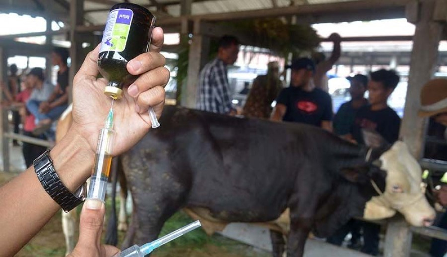 Wabah PMK Ternak, Kementan Bantah Dugaan Lalai